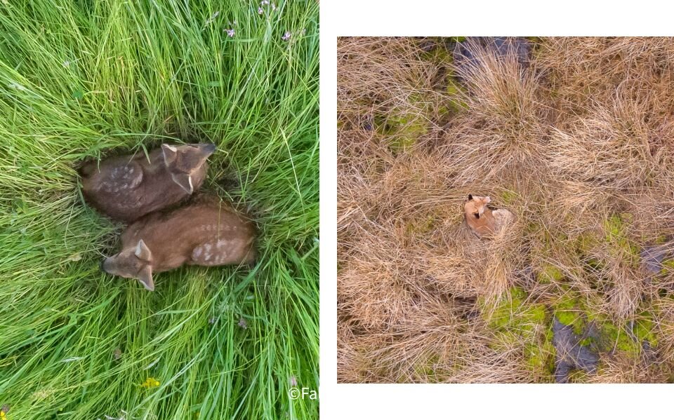 links reekalfjes, rechts vos