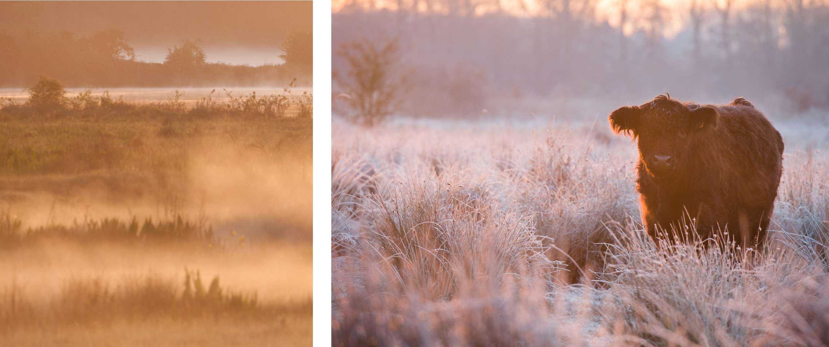 Wandelroute van A.S.Adventure en Natuurpunt in het Mechels Broek