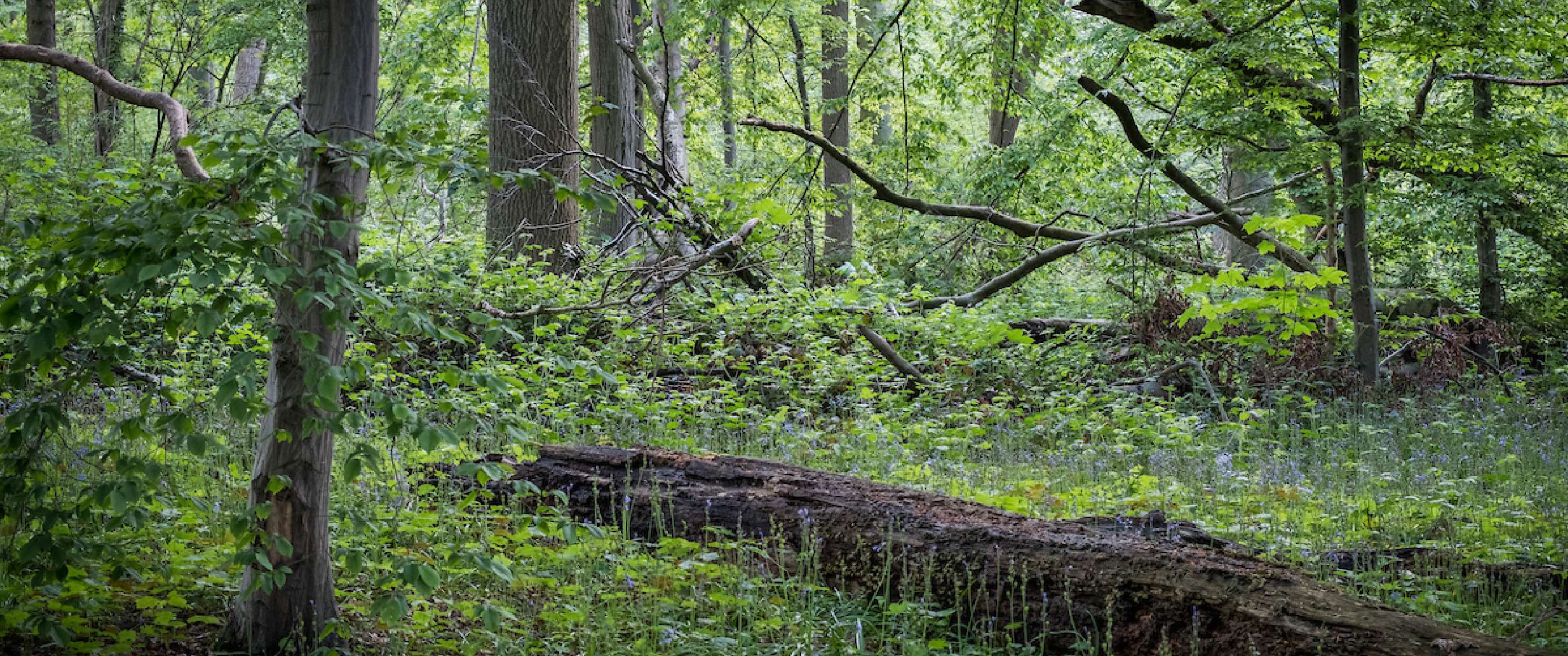 Wandelroute van A.S.Adventure en Natuurpunt in bos t’ Ename