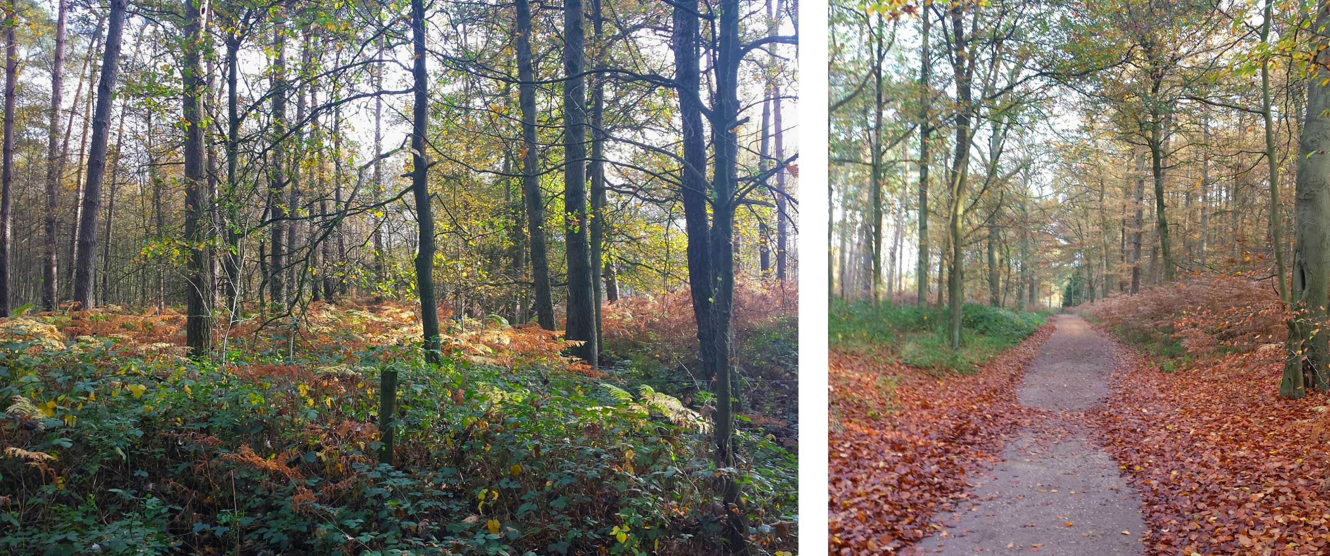 Wandelroute van A.S.Adventure en Natuurpunt in het Heidebos