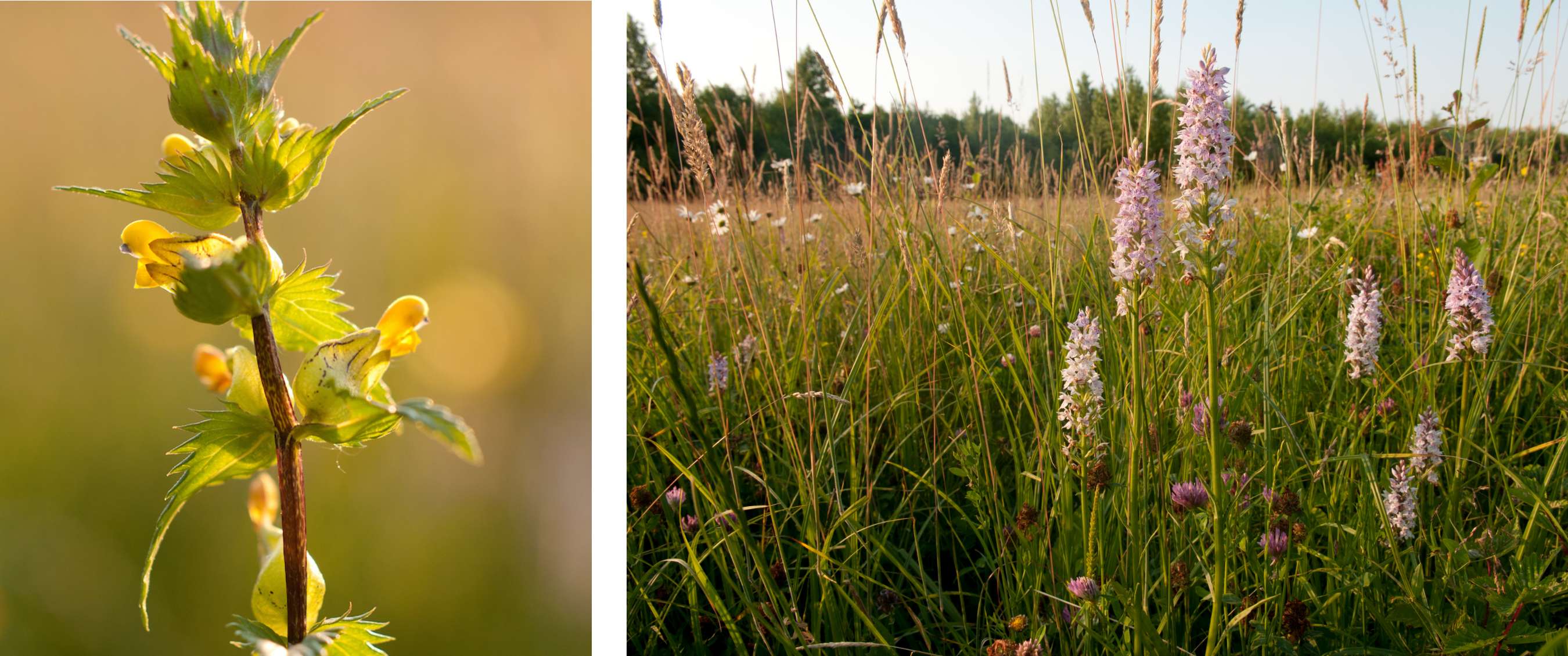 De wandelroute van A.S.Adventure en Natuurpunt in Silsombos